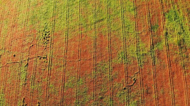 A red field of poppy flowers. Drone video