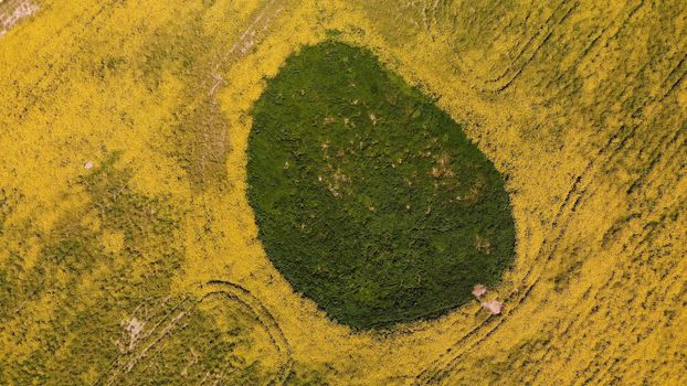 A wetland spot in a field of rapeseed. Drone view