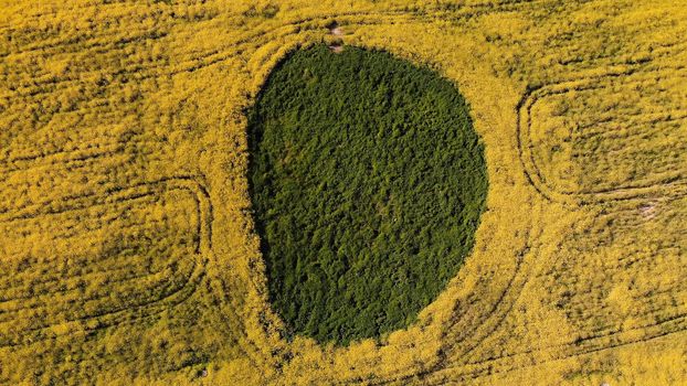 A wetland spot in a field of rapeseed. Drone view