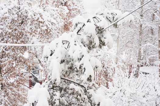 a snow covered tree with no leaves in the wintertime, it appears to look like an alien looking creature