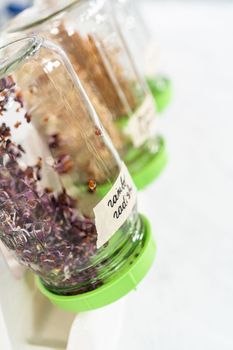 Denver, Colorado, USA-May 31, 2021 - Day 4. Growing organic sprouts in a mason jar with sprouting lid on the kitchen counter.