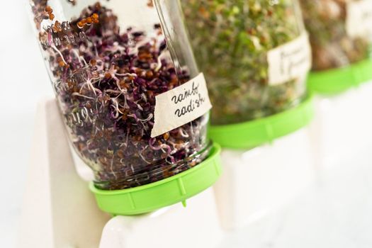 Denver, Colorado, USA-May 31, 2021 - Day 6. Growing organic sprouts in a mason jar with sprouting lid on the kitchen counter.