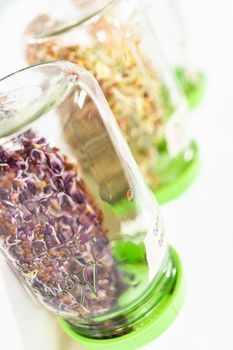 Denver, Colorado, USA-May 31, 2021 - Day 5. Growing organic sprouts in a mason jar with sprouting lid on the kitchen counter.