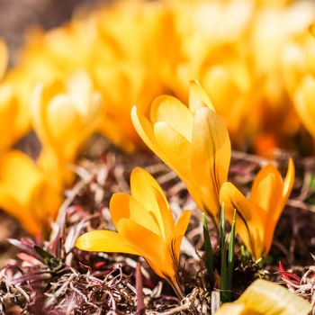 Abstract floral background, yellow crocus flower petals. Macro flowers backdrop for holiday brand design