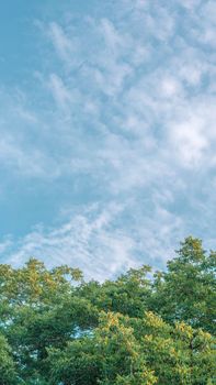 Nature frame deciduous tree top crown plant grow green leaves foliage blue sky cloud sun background.