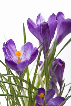 Crocus flower in the spring isolated on white