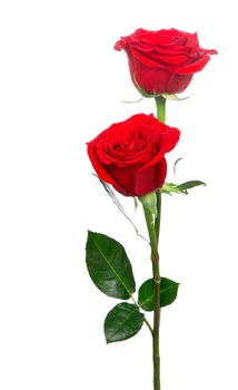 Several red roses on a white background