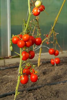 Beautiful red ripe tomatoes grown in a greenhouse. Delicious red tomatoes hanging on the vine of a tomato plant