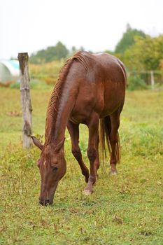 cute funny brown horse standing near fence on green meadow. rustic horse farm