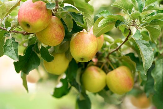 Apple tree branch with several apples, fruits on a summer morning in the garden