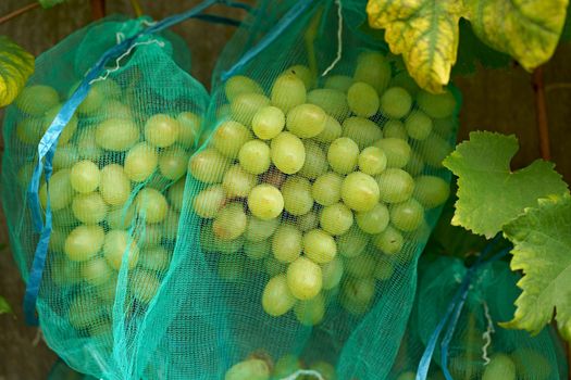 Close-up of grapes hanging from a branch in a vineyard. Sweet and delicious bunch of grapes on the vine. Green grapes on the vine. A branch of grapes is ready for harvest. Selective focus.