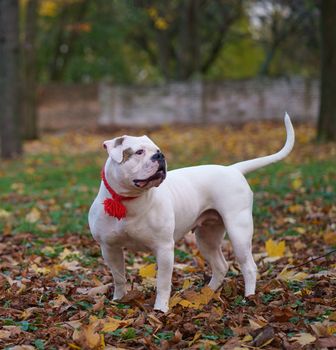 dog in autumn park. Funny happy cute dog breed american bulldog runs smiling in the fallen leaves.