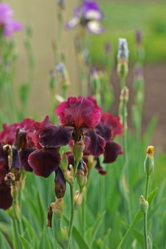 Close-up of purple iris flowers. Lots of irises. Large cultivated flowers of bearded iris Iris germanica . Pink purple iris flowers grow in the garden