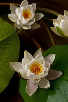 Beautiful water lily flower with reflection