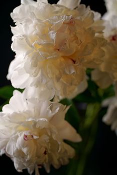 White peony with green leaves lies on a black background.