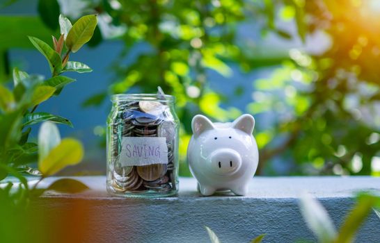 Piggy bank bottle with saving sign on natural bokeh background