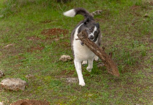 border collie playing with a wooden log in its mouth in a green meadow