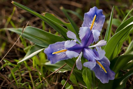 close-up of a winter lily, Iris planifolia,