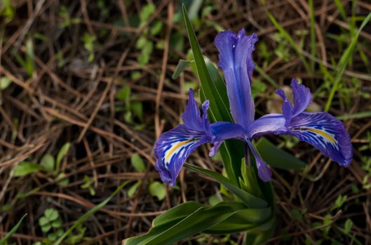 close-up of a winter lily, Iris planifolia,