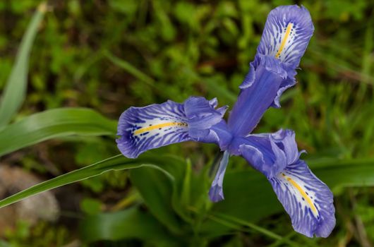 close-up of a winter lily, Iris planifolia,