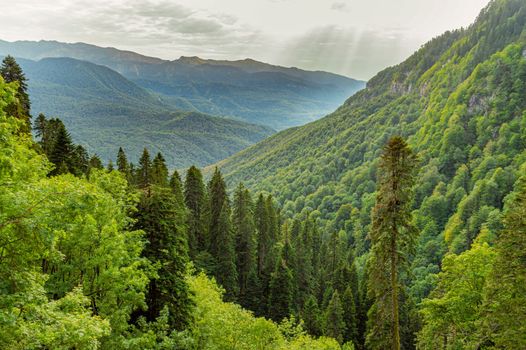 landscape of green mountains overgrown with forest. photo