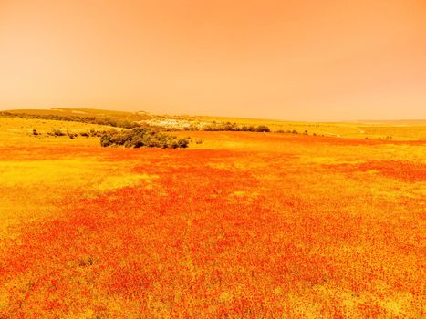 Large Field with red poppies and green grass at sunset. Beautiful field scarlet poppies flowers with selective focus. Red poppies in soft light. Glade of red poppies. Soft focus blur. Papaver sp
