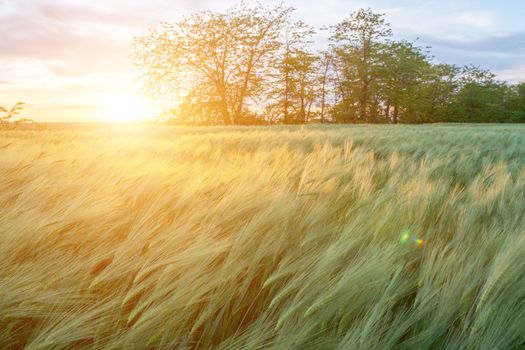 Green wheat field in countryside, close up. Field of wheat blowing in the wind at sunny spring day. Young and green Spikelets. Ears of barley crop in nature. Agronomy, industry and food production