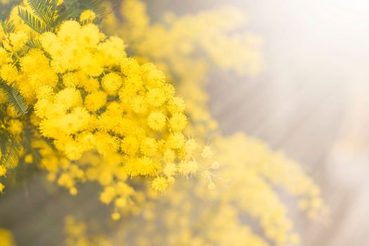 Close up of bright yellow mimosa flowers in sun light with copy space