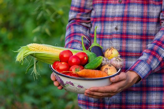 The farmer holds freshly picked vegetables in his hands. Selective focus