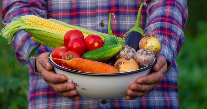 The farmer holds freshly picked vegetables in his hands. Selective focus