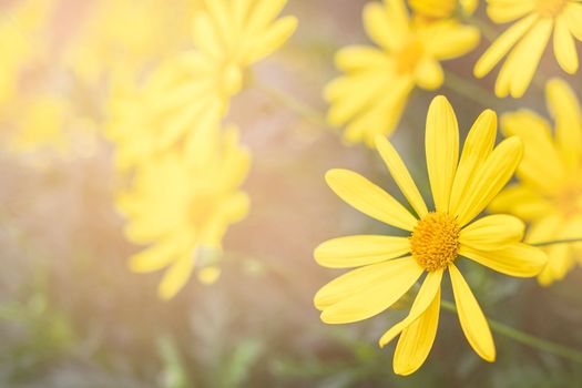 Spring background with beautiful yellow flowers. Copy space