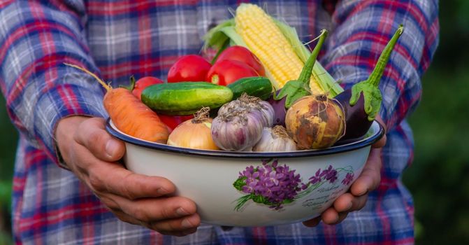 The farmer holds freshly picked vegetables in his hands. Selective focus