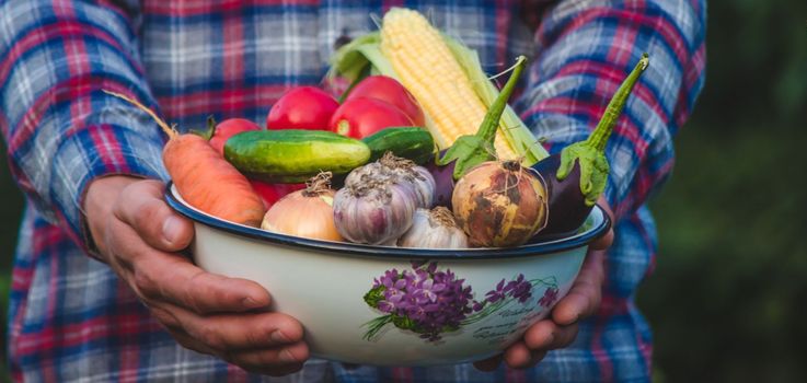 The farmer holds freshly picked vegetables in his hands. Selective focus