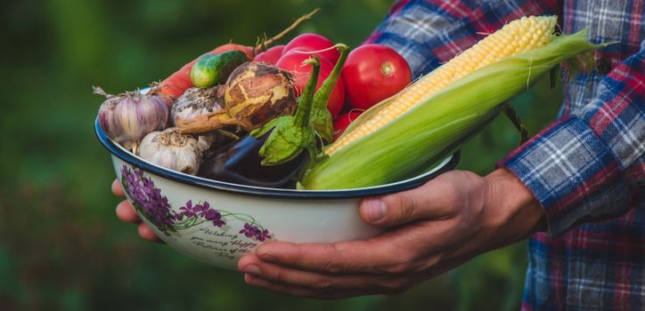 The farmer holds freshly picked vegetables in his hands. Selective focus