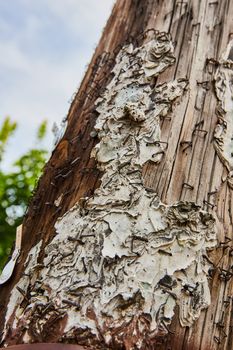 Image of Torn paper and staples cover wood telephone pole