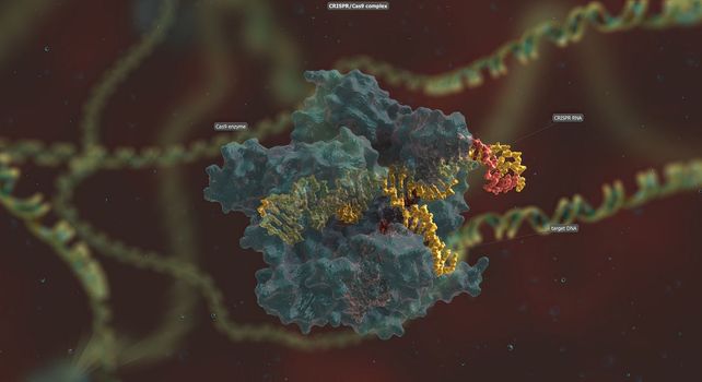 The long RNA backbone binds to the DNA, and the predesigned sequence guides Cas9 to the right spot in the genome.