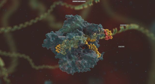 The long RNA backbone binds to the DNA, and the predesigned sequence guides Cas9 to the right spot in the genome.