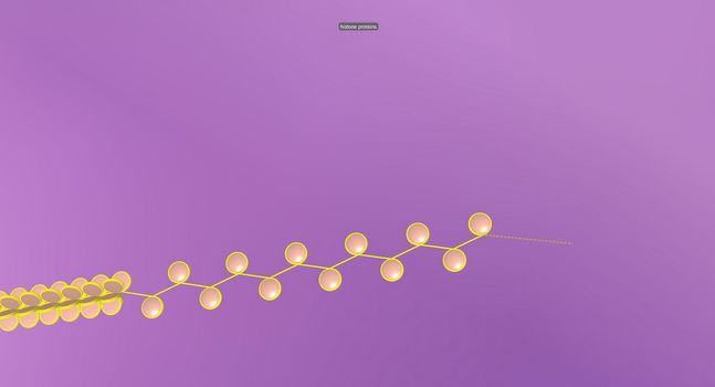 Chromatin is a complex of DNA and protein found in eukaryotic cells