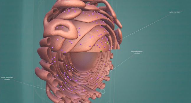 The Golgi complex is an organelle found in most eukaryotic cells.