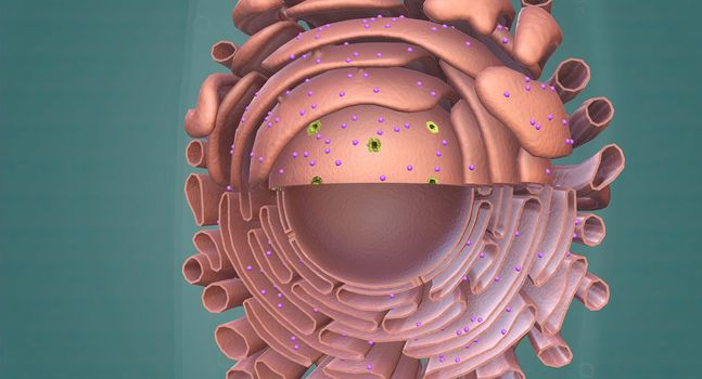 The Golgi complex is an organelle found in most eukaryotic cells.