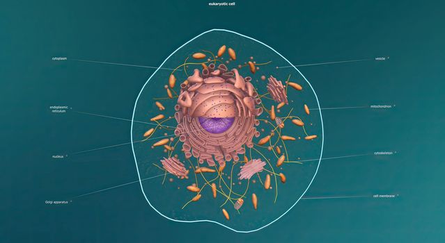 Eukaryote, any cell or organism that possesses a clearly defined nucleus.