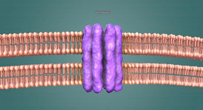 The nuclear membrane is a double layer that encloses the cell's nucleus, where the chromosomes reside.