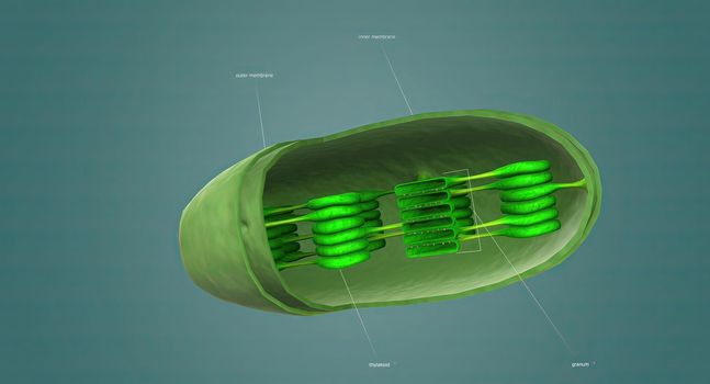 Mitochondria an organelle found in the cells of most Eukaryotes, such as animals, plants and fungi.