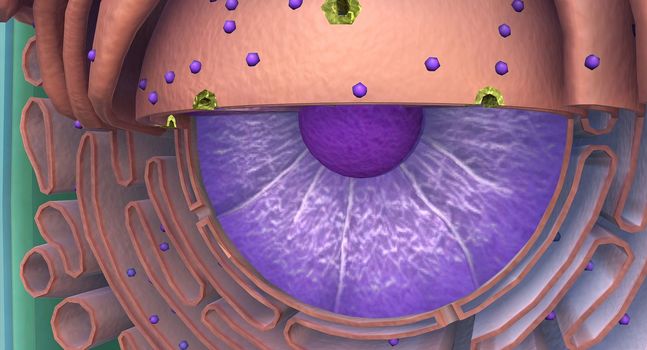 The Golgi complex is an organelle found in most eukaryotic cells.