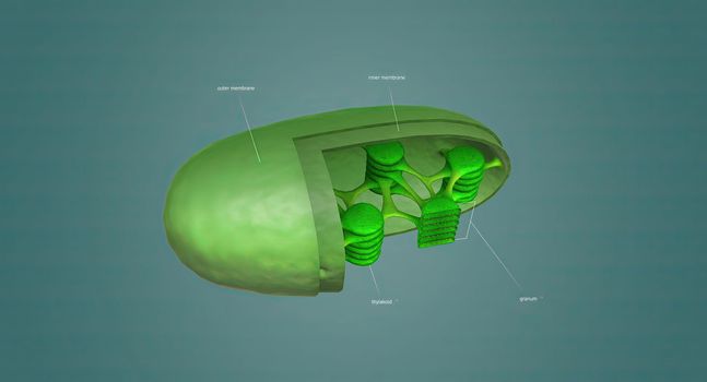 Mitochondria an organelle found in the cells of most Eukaryotes, such as animals, plants and fungi.