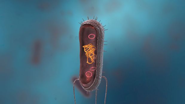 Bacteria are a simple form of life known as prokaryotes. In the center is a genetic code material known as deoxyribonucleic acid, or DNA, which is bundled into a central structure known as a chromosome. 3D illustration