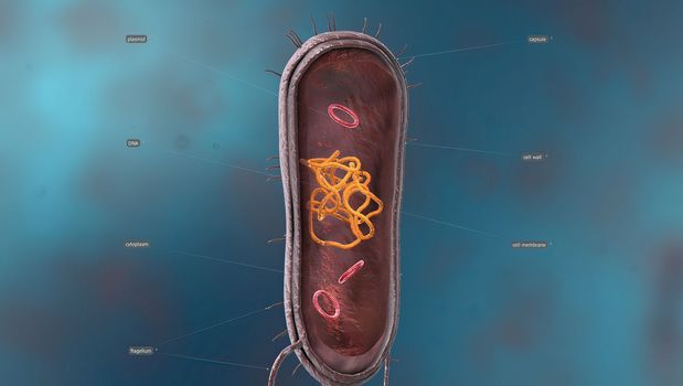 Bacteria are a simple form of life known as prokaryotes. In the center is a genetic code material known as deoxyribonucleic acid, or DNA, which is bundled into a central structure known as a chromosome. 3D illustration
