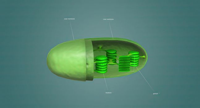 Mitochondria an organelle found in the cells of most Eukaryotes, such as animals, plants and fungi.