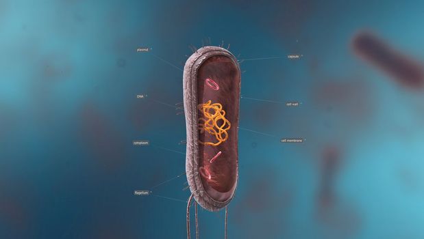 Bacteria are a simple form of life known as prokaryotes. In the center is a genetic code material known as deoxyribonucleic acid, or DNA, which is bundled into a central structure known as a chromosome. 3D illustration