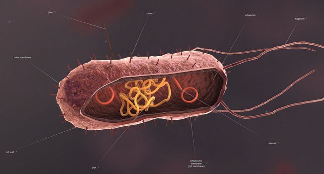 Bacteria are a simple form of life known as prokaryotes. In the center is a genetic code material known as deoxyribonucleic acid, or DNA, which is bundled into a central structure known as a chromosome. 3D illustration